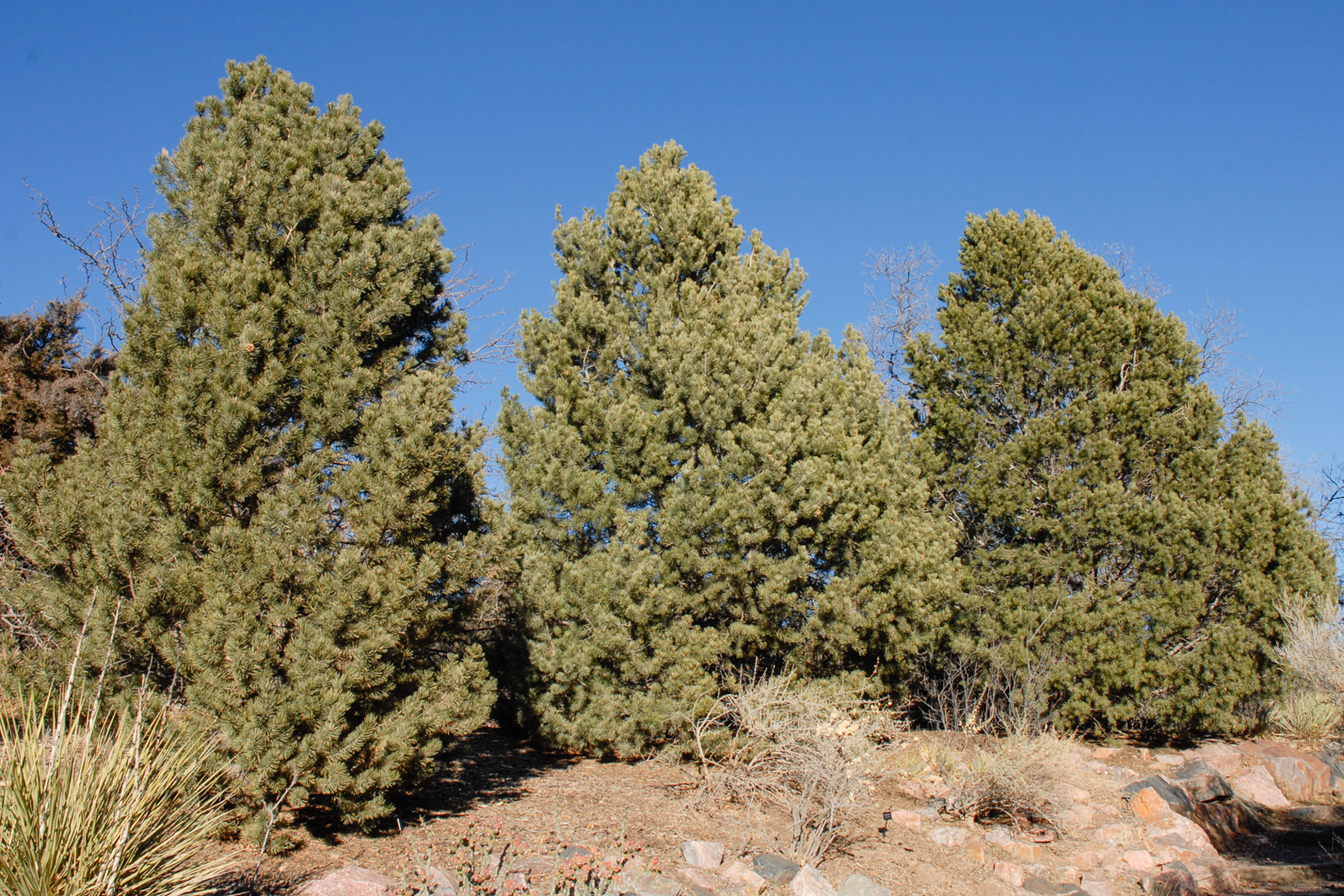 Pinyon Pine
